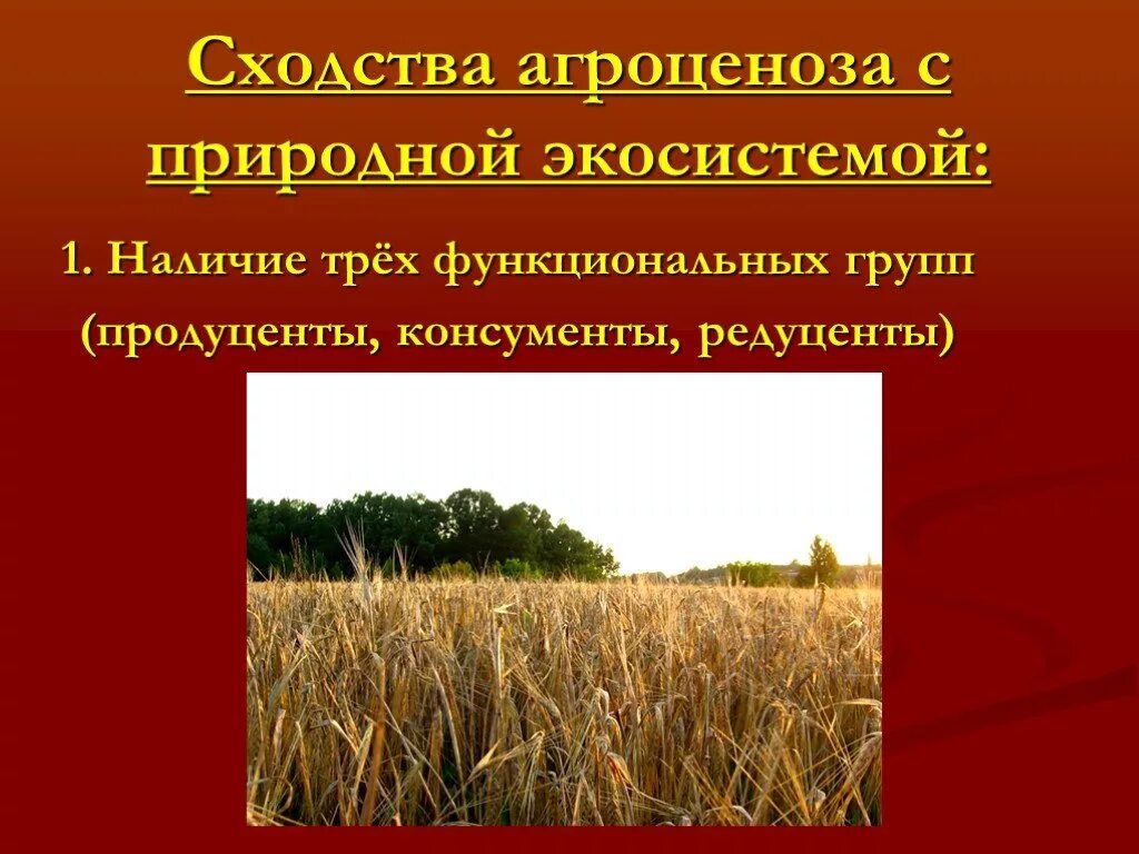 Организмы агроценоза. Искусственная экосистема агробиозиноза. Природные экосистемы. Природные экосистемы презентация. Природная экосистема и агроценоз.