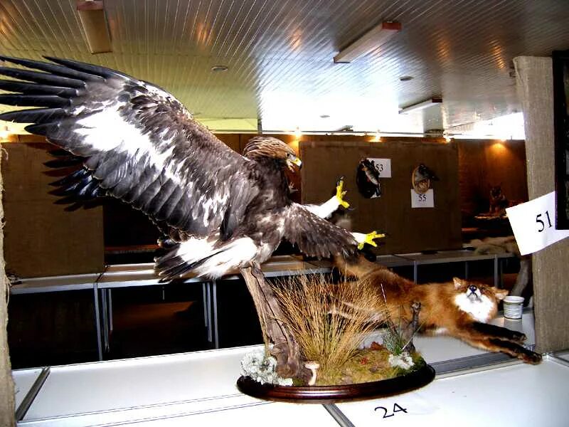 Чучела животных красивые. Таксидермия чучела животных. Чучело птицы. Чучела зверей и птиц. Чучела животных и птиц.