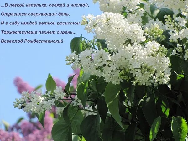 Белая сирень стихи. Текст песни белая сирень. Белая сирень стихи. Белая сирень стихи. Доброе утро белая сирень с пожеланиями.