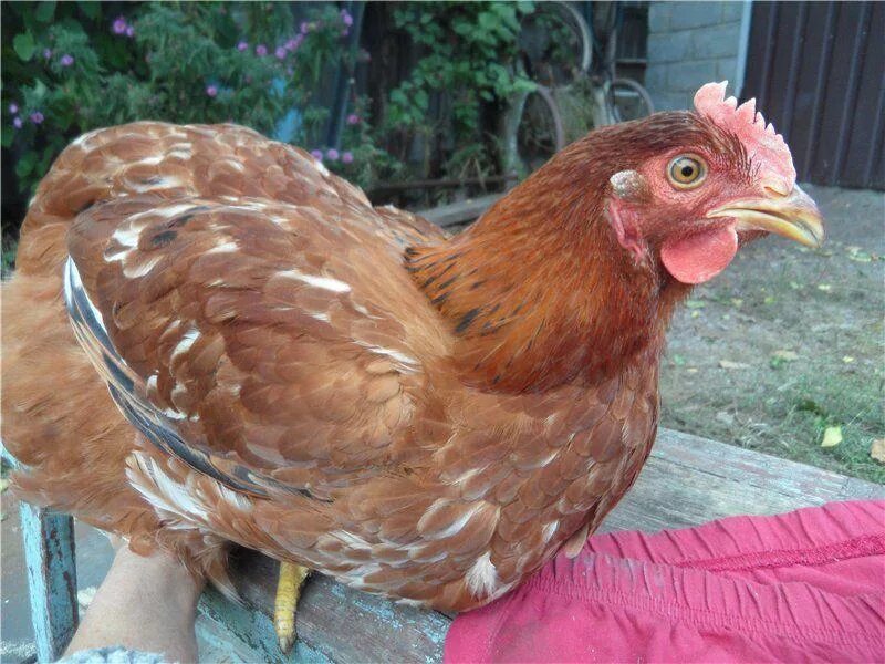 Куры 1 сорта