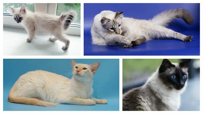 Кошки и котята 