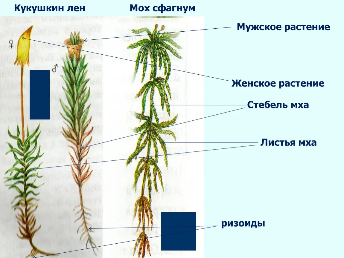 Сходство строения мха и строения водорослей. Сфагнумлен строение. Ризоиды Кукушкин лен. Кукушкин лен и сфагнум. Строение мха Кукушкин лен.