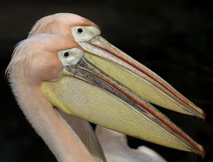 Пеликан строение клюва. Самый большой клюв у птицы. Птица с мешком под клювом. Пеликан самый большой клюв.