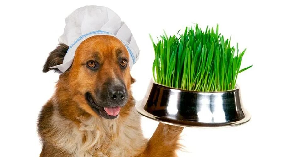 Почему собака ест траву на улице. Собака ест траву. Собака травка. Фитотерапия собак. Собака на траве.