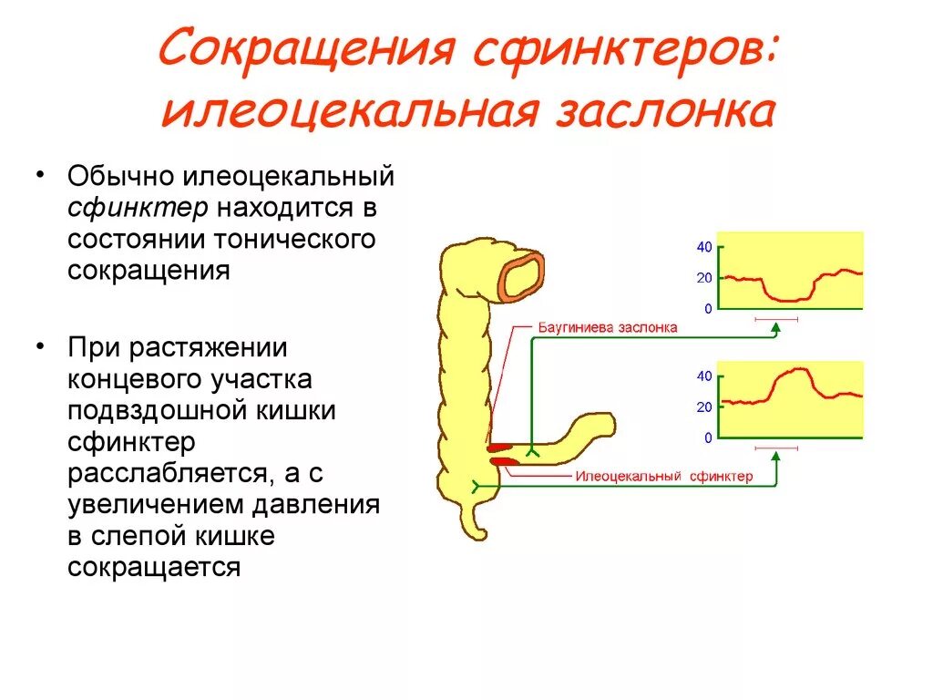 Баугиниевая заслонка кишечника. Баугиниева заслонка функции. Баугиниева заслонка кишечника недостаточность. Баугиниевая заслонка анатомия. Сколько сфинктеров