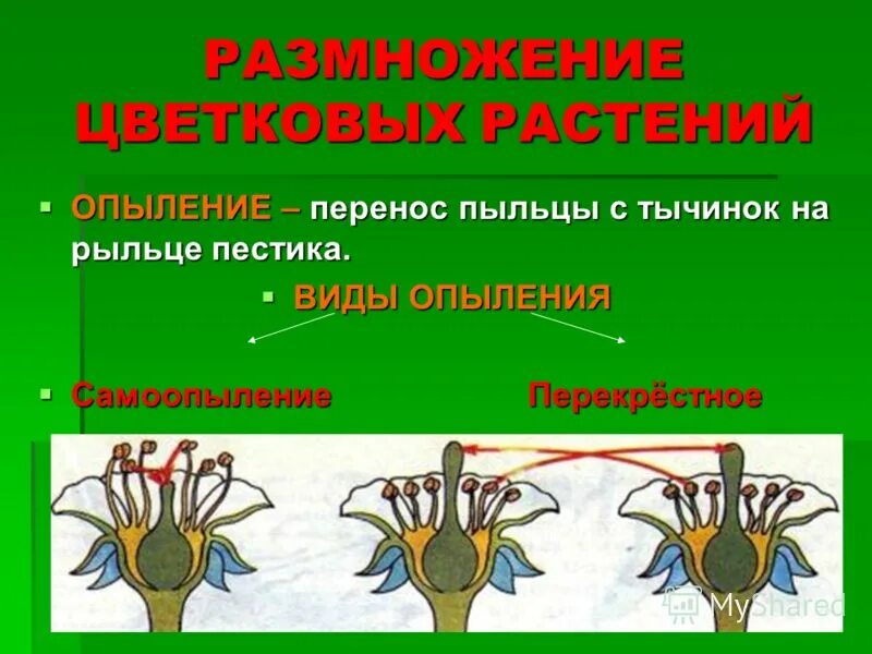 процесс переноса пыльцы называется
