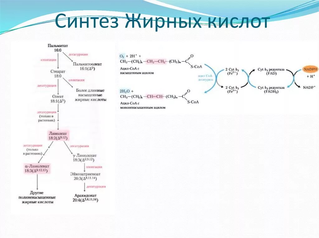 Синтез высших жирных кислот схема. Общая схема синтеза жирных кислот. Синтез жирных кислот биохимия схема. Синтез жирных кислот последовательность реакций. Место синтеза жиров