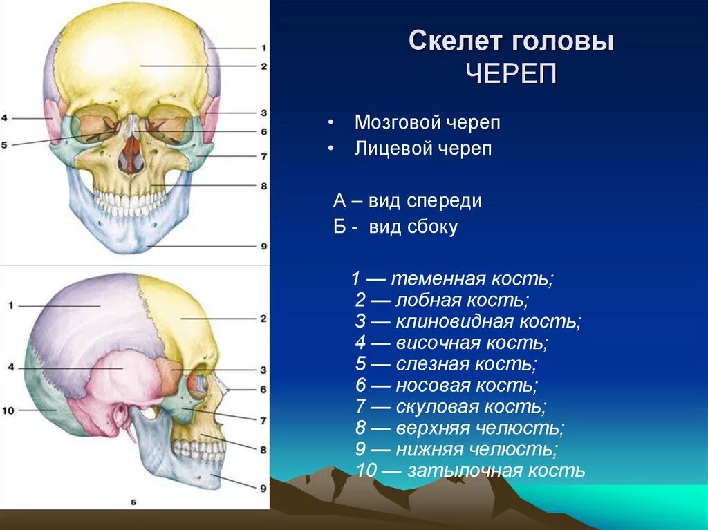 Черепно мозговую кость. Строение черепа спереди и сбоку. Схема кости скелета головы. Скелет головы мозговой отдел черепа. Скелет головы человека лицевой отдел.