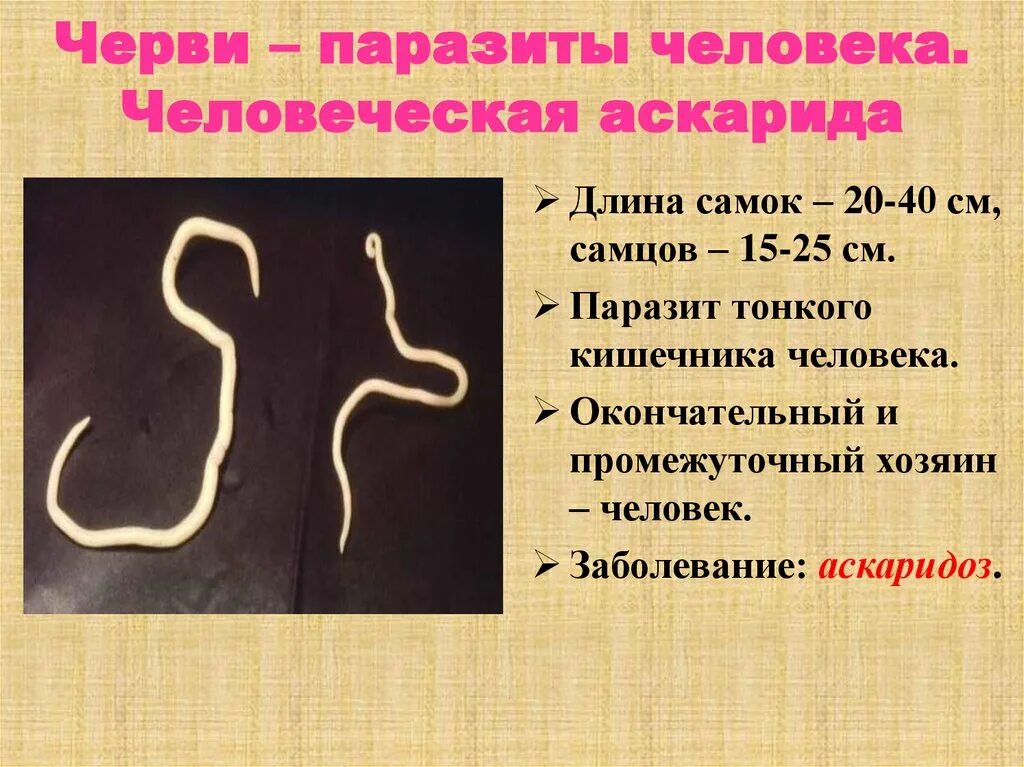 Человеческой аскаридой и человеком. Окончательный хозяин аскариды человеческой. Паразитические черви аскариды. Черви человеческая аскарида. Аскаридоз промежуточный хозяин.