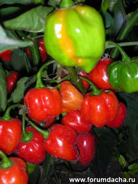 Перец горький полуострый. Перец слоновий хобот. Перец острый f1 пикантный колокольчик. Перец горький гефест. Сорт перца медуза горгона.