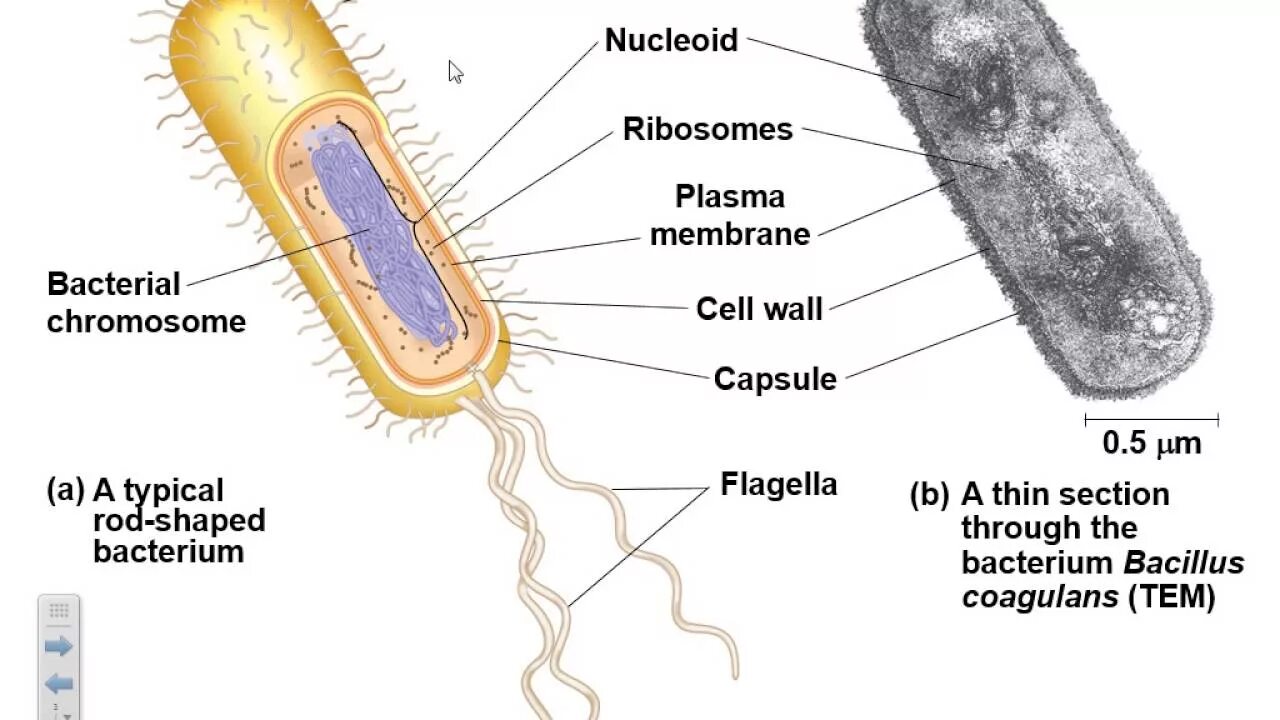 Клетка бактерии имеет днк. Строение бактерии. Строение бактерии бациллы. Plasma membrane of bacterial Cells. Бактерия хвостатая.