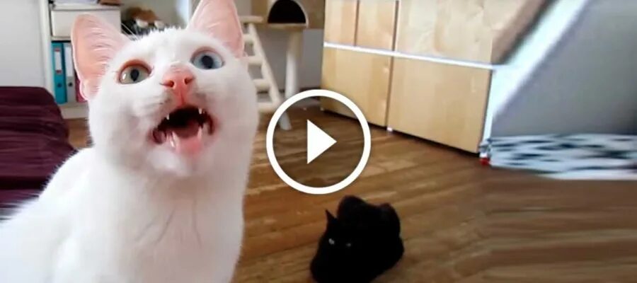 Голос кота видео. Покажи кота филиппа. Голоса котов. Голос котят. Кот голосовой.