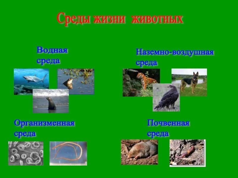 Как называется наука изучающая жизнь животных. Зоология наука о животных. зоология презентация. науки о животных биология. зоология это кратко.