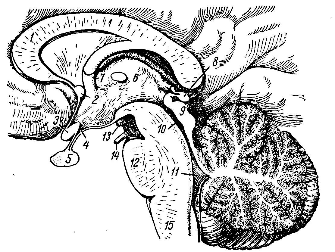Спайки головного мозга. Мозолистое тело и мозжечок. Передняя и задняя спайка мозга. Мозговые спайки.