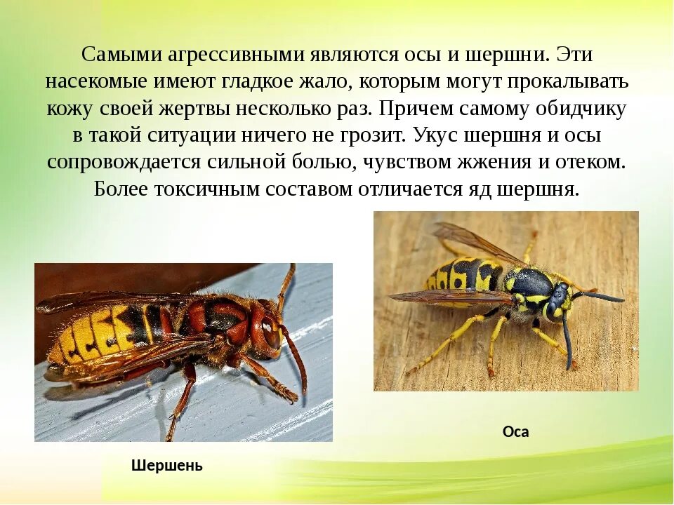 Опасны ли осы. Оса-Шершень Шершень и Оса. Шмель пчела Оса Шершень. Насекомые с описанием. Жалящие насекомые доклад.