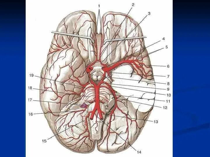 Артерии основания мозга. Среднемозговаяартерия анатомия. Кровоснабжение средней мозговой артерии. Топография средней мозговой артерии. Кровоснабжение головного мозга топографическая.