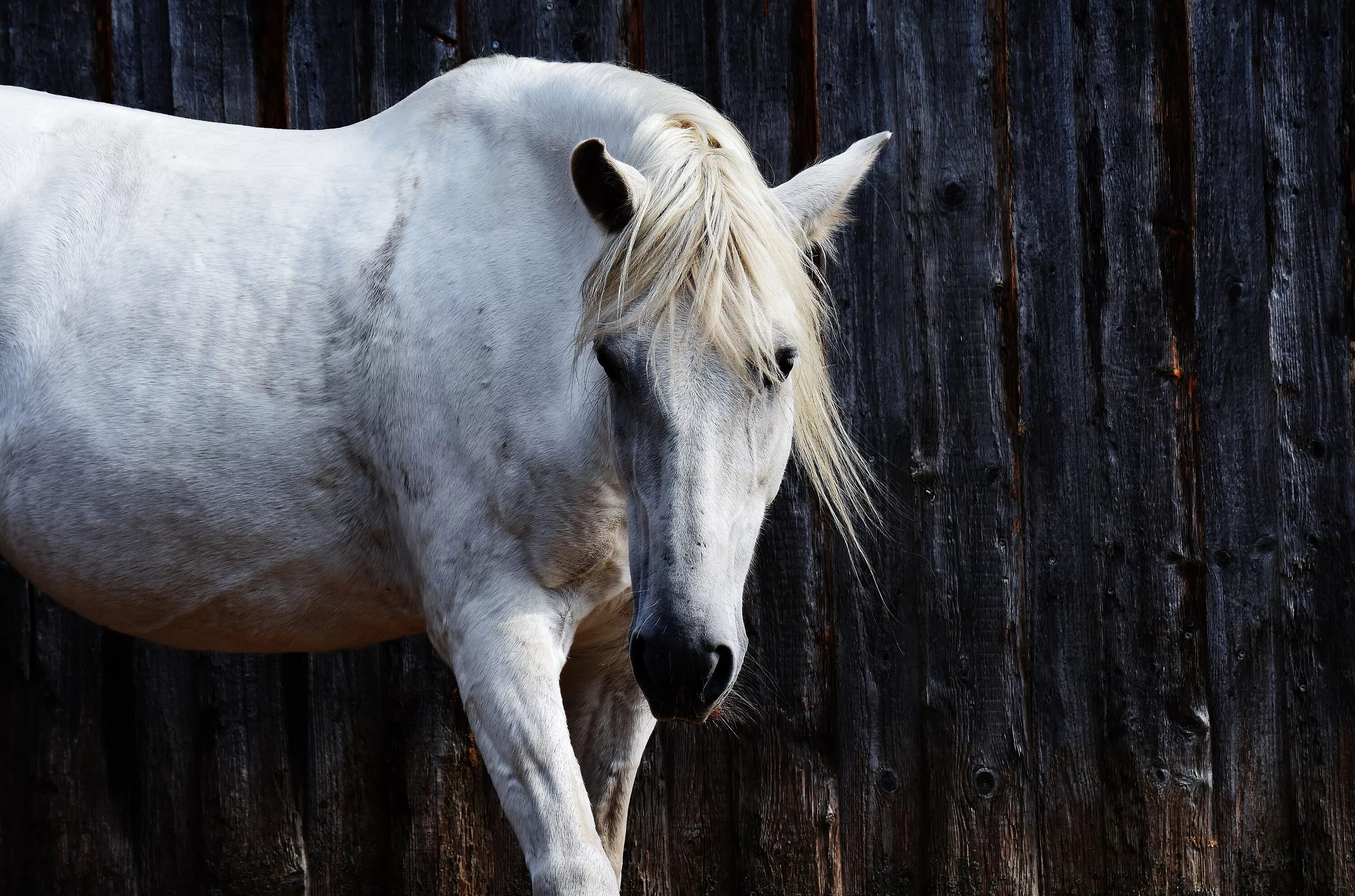Белая лошадь. Морда белой лошади. Белая лошадь с черной гривой. Мустанг лошадь. Послушать белыми ночами