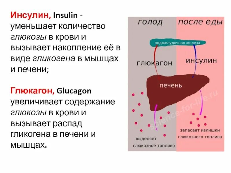 Инсулин снижает уровень Глюкозы в крови за счет. Гормоны влияющие на выработку инсулина. Инсулин понижает уровень Глюкозы в крови за счет. Инсулин влияние на глюкозу в крови.