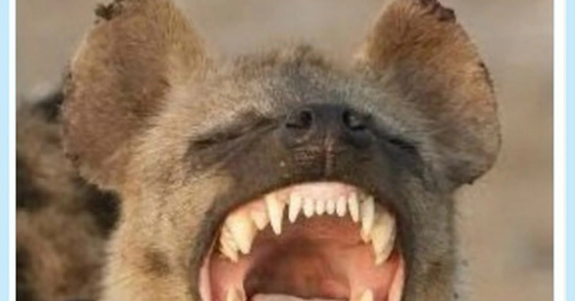 Степной койот. Луговой волк canis latrans. Ехидна шакал. Обыкновенный шакал. Существуют шакалы с больной мухропендией.