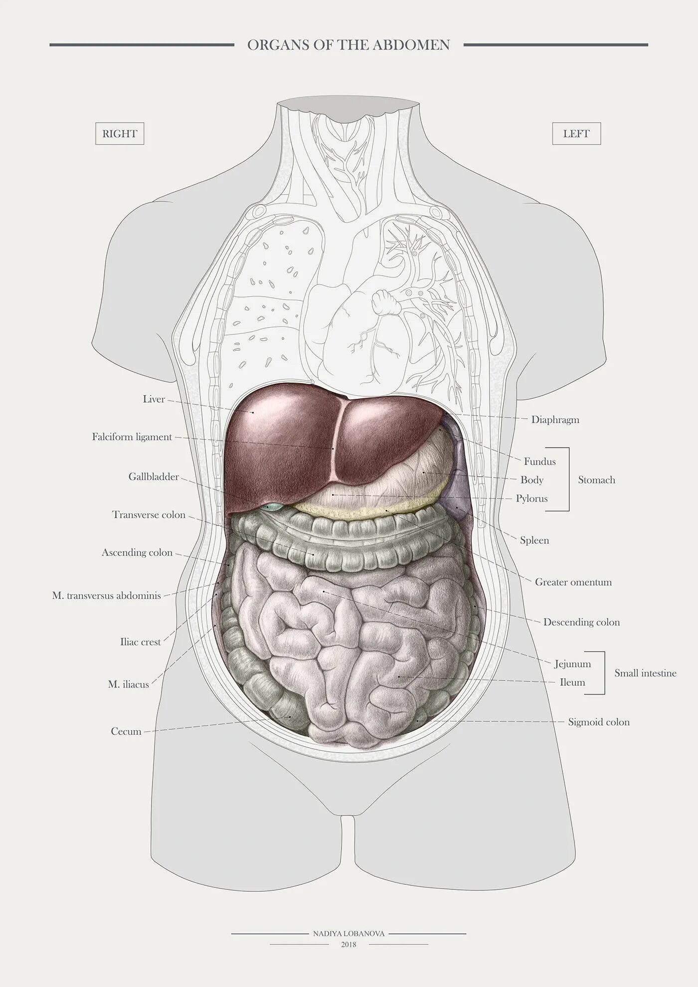 Органы живота. Живот органы схема. Строение живота рисунок. Строение мужского живота рисунок. Рисунок живота с органами.