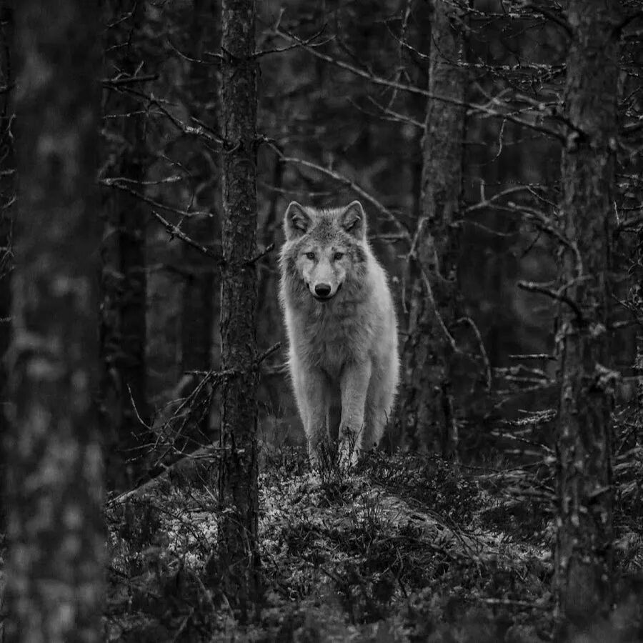 Волк обои. Включи одинокие волки. Волк картинка. Волк. Одинокий волк символ.