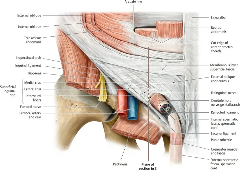 Паховая складка у мужчин. Бедренный канал сосудистая лакуна. Паховые связки анатомия. Lig. Inguinale паховая связка.