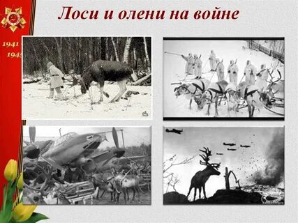 1941 какого животного