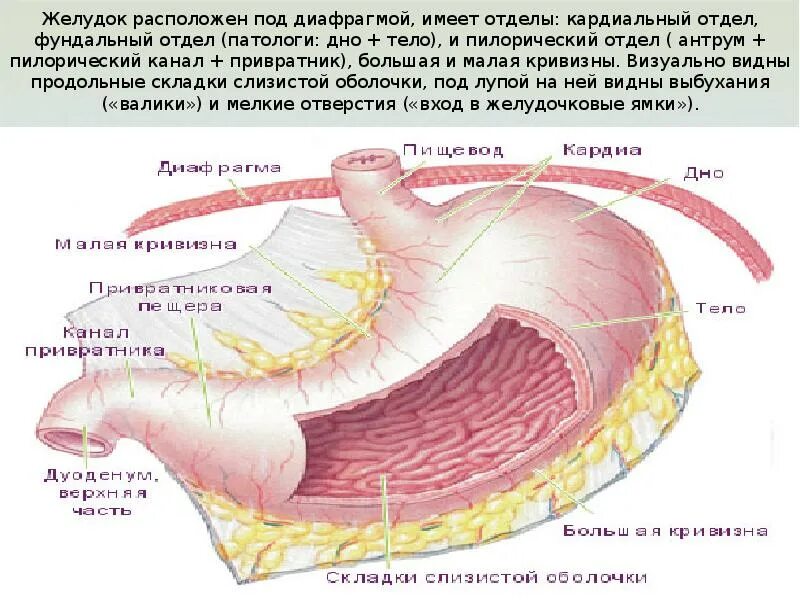 Желудок анатомия фундальный отдел. Кардиальный фундальный пилорический отдел желудка. Складки желудка анатомия.