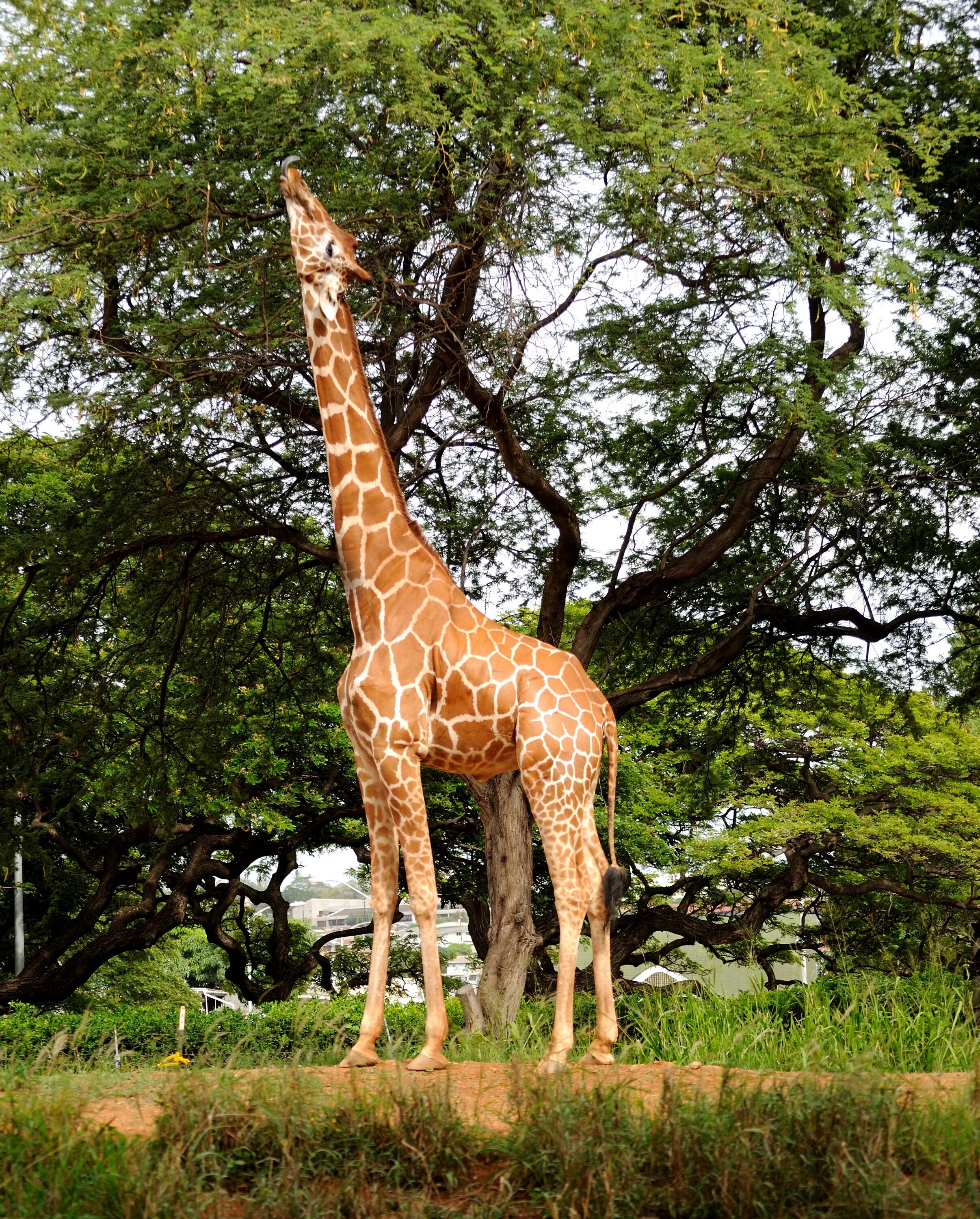 Какое животное выше. Жираф. Жираф ест листья с деревьев. Акация жирафа. Жираф ест.