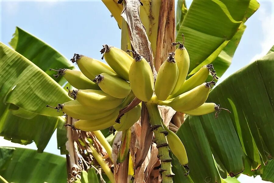 Банан тропикана. Банан Musa. Банан Муса Тропикана. Банановая Пальма Муса. Банан Тропикана Беккер.