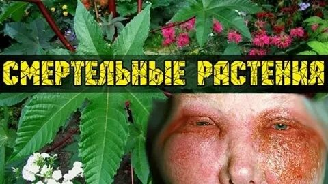 Какие травы убивают человека