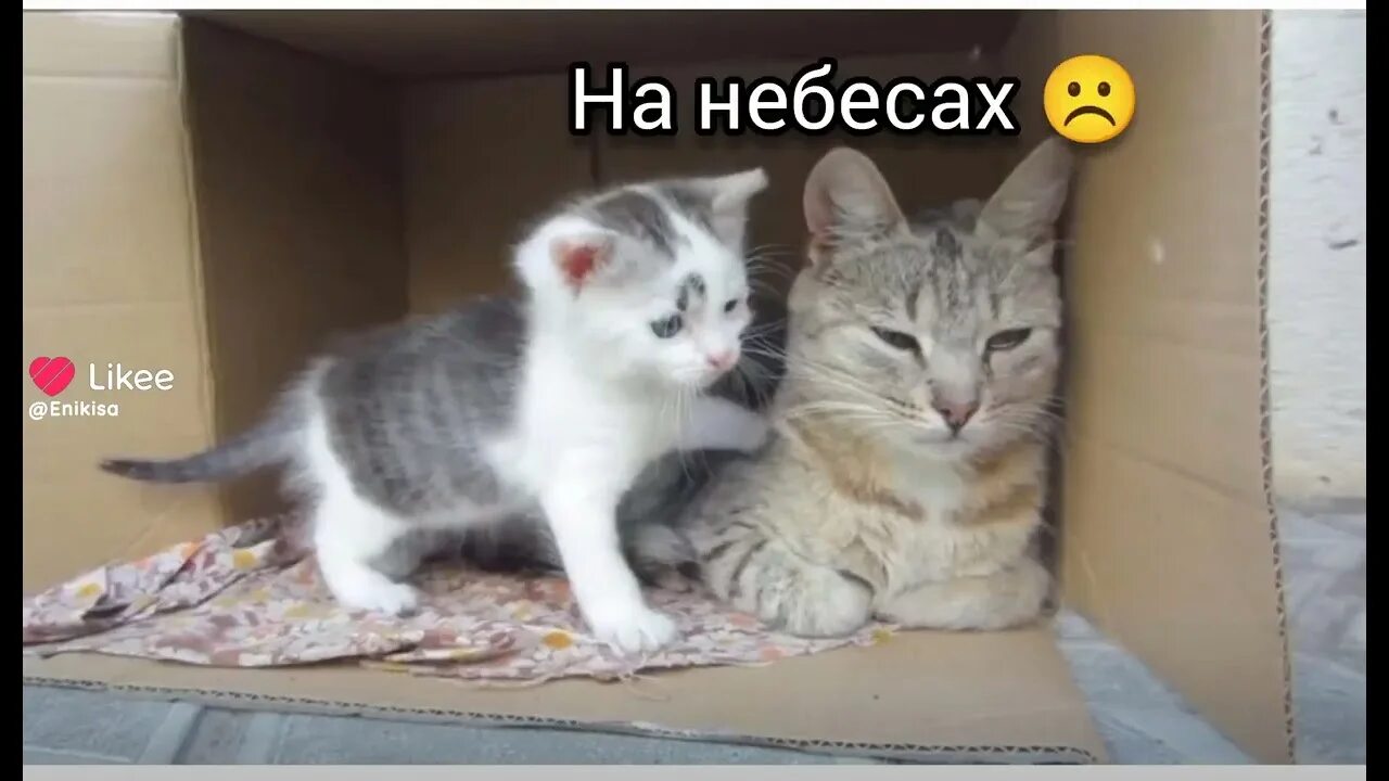 А ну ка давайка. Кот малыш анука давайка. Кролик баффи канал анука давайка. Анука давайка кот малыш и мурка. Анука давайка мурка котенок.