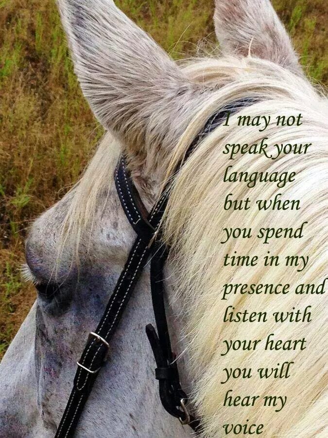 Хорошее настроение к лошадям стихотворение. Красивые высказывания про лошадей. Высказывания о лошадях. Цитаты про лошадей. Статусы про лошадей красивые.