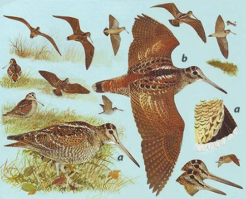 Scolopax rusticola. кулик малый веретенник. птица бекас в полете. вальдшнеп птица. бекас полет.