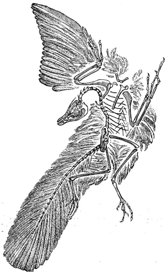 Археоптерикс скелет. Хвостовые позвонки у археоптерикса. Археоптерикс реконструкция 2022. Скелет археоптерикса и птицы. Скелет археоптерикса