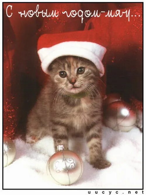 Мяу лет. Новогодние открытки с котиками. С новым мяу годом. Кошачий новый год 2 января. Мяу новый год.