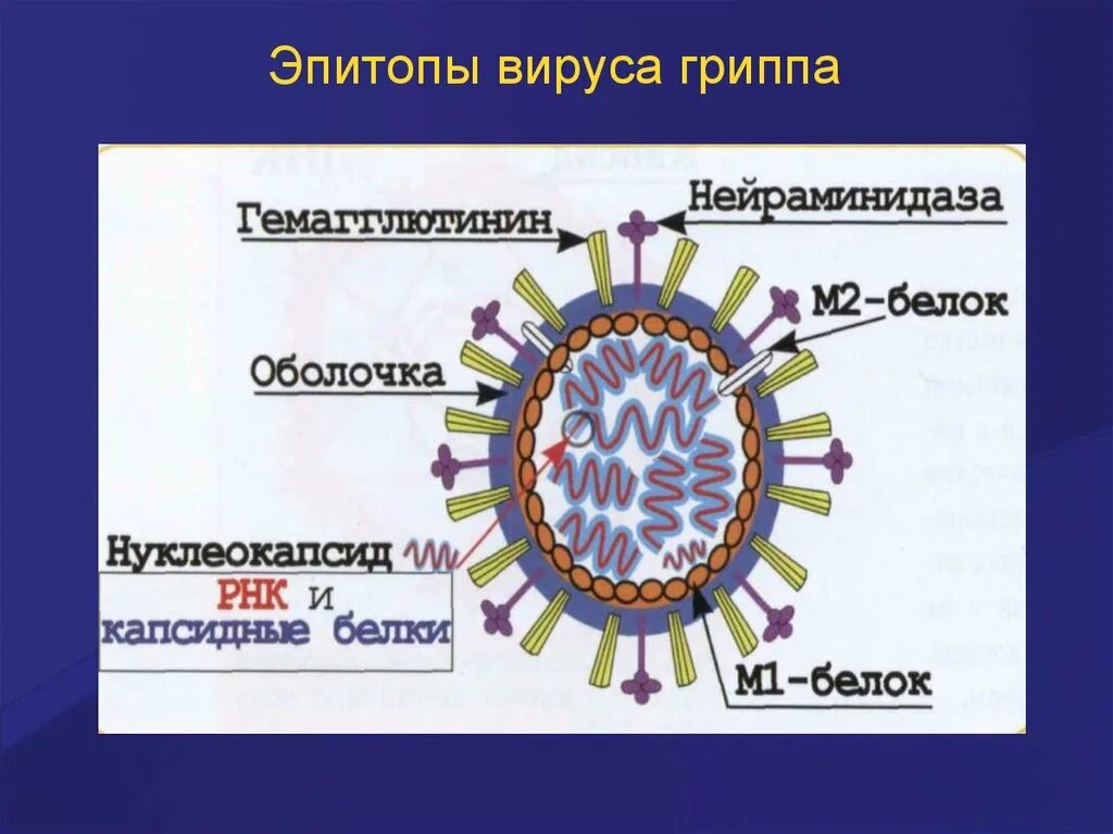 Нуклеокапсид вируса гриппа. Эпитопы. Эпитоп это в иммунологии. Эпитоп это микробиология. Нейраминидаза вируса гриппа