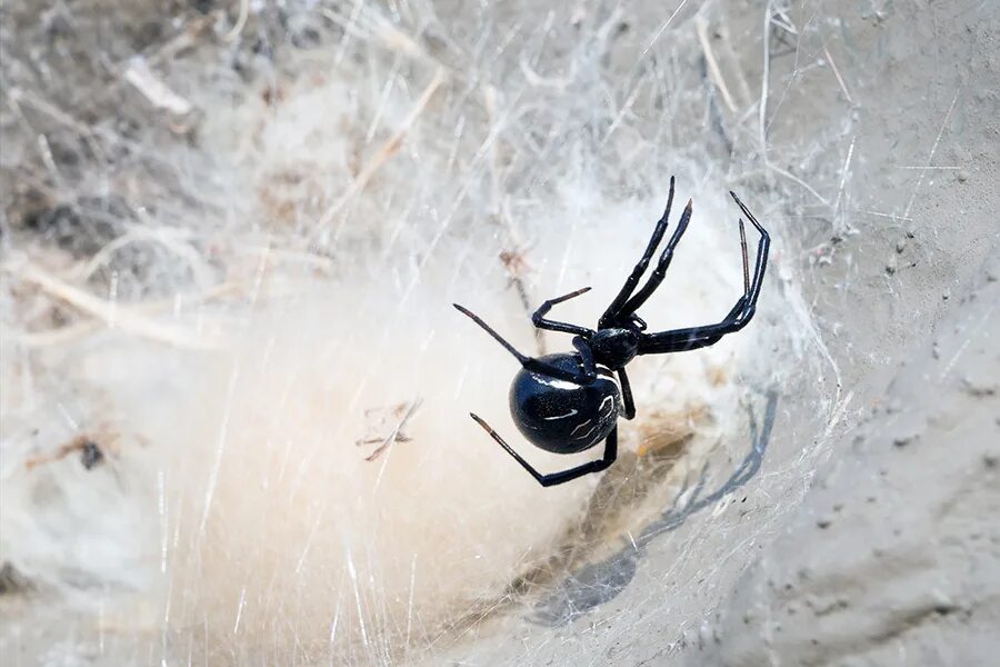 У какого паука черная паутина. Чёрная вдова паук кокон. Чёрная вдова паук паутина. Каракурт паутина чёрная. Чёрная вдова паук паутина черная.