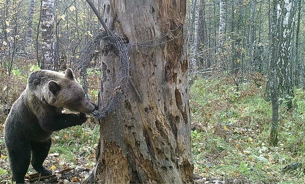 Башкирский заповедник животные. Шульган Таш медведь. Фауна Шульган Таш. Национальный парк Башкирия медведи. Шульган Таш животные.