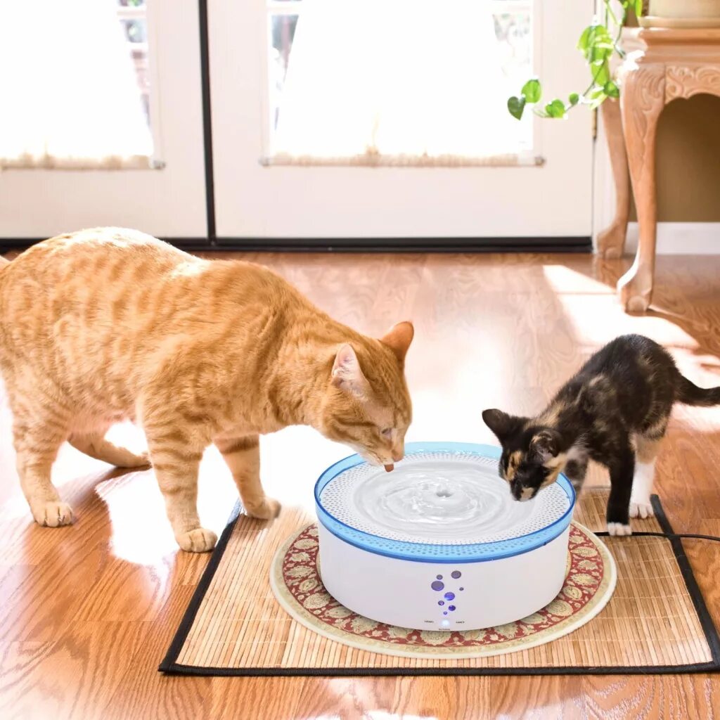 Миска для кота. Кот пьет воду из миски. Вода в миске для кота. Кошачьи миски для нескольких кошек. Как заставить кошку пить