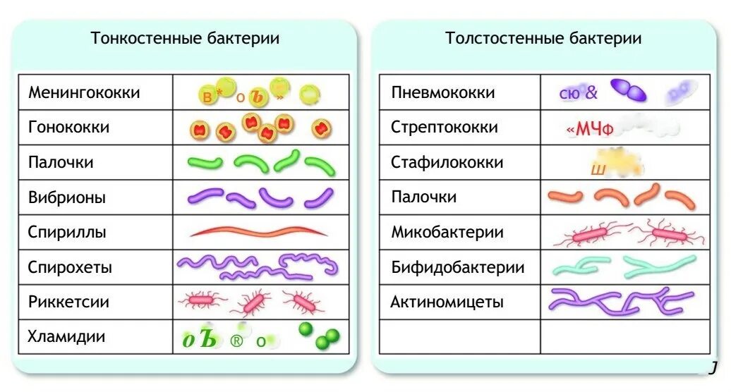 Установи соответствие между группами бактерий. Принципы классификации микроорганизмов по Берджи.. Систематика бактерий по Берджи. Классификация бактерий Берджи. Берджи классификация микроорганизмов.