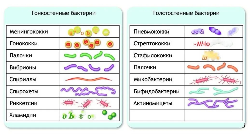 Установите соответствие а бактерии б грибы