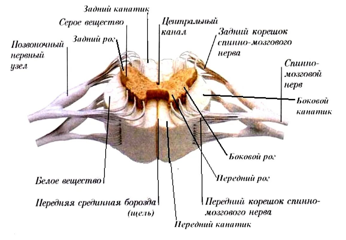 Спинной мозг у взрослого человека. Внутреннее строение спинного мозга поперечный разрез. Внутреннее строение спинного мозга анатомия. Наружное строение спинного мозга схема. Серое вещество белое вещество спинномозговой канал.