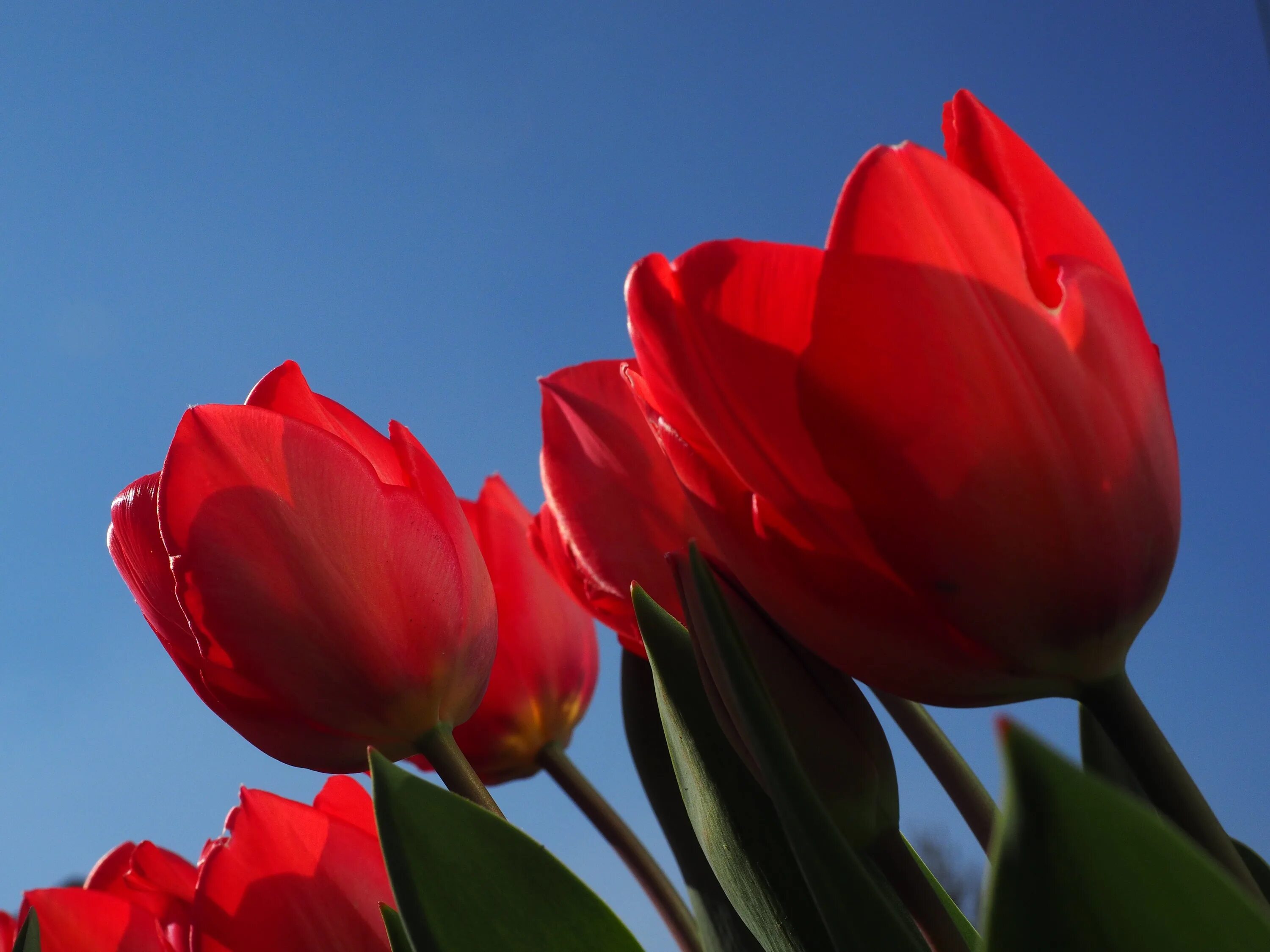 Красные тюльпаны красиво. Тюльпан Oeral. Тюльпан Кассия. Тюльпан Katinka. Red Paradise тюльпан.