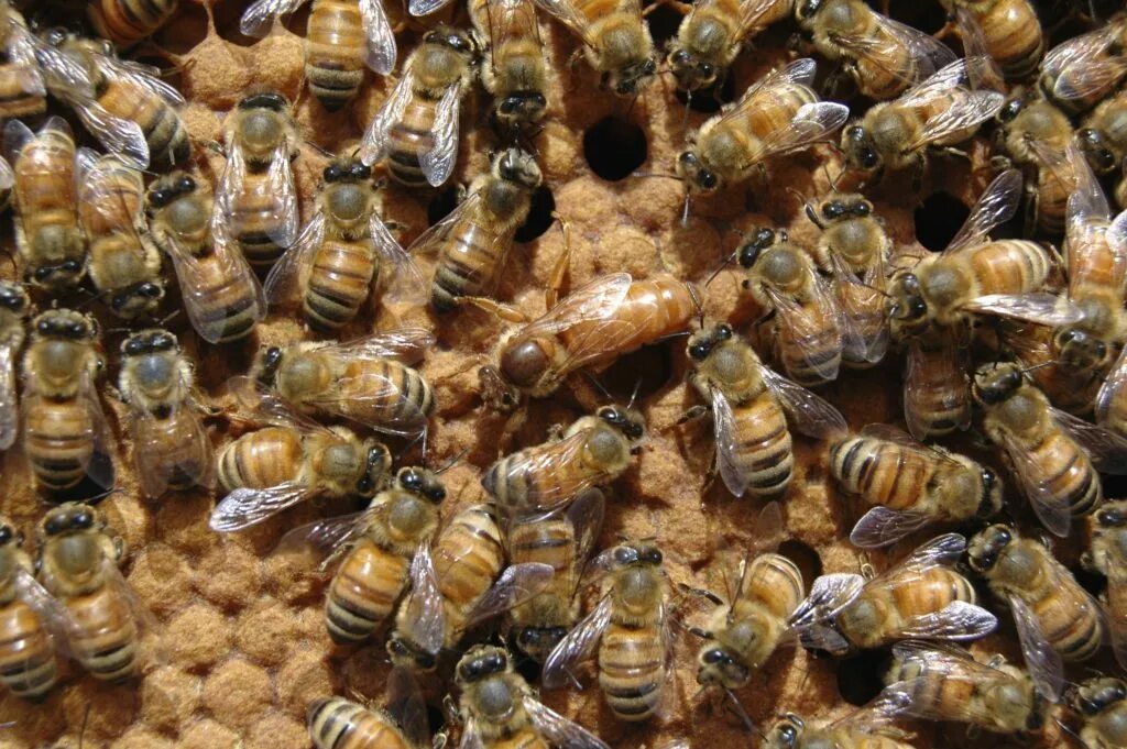 Как отличить матку. Пчеломатка Карника. Королева пчел пчеломатка. Пчелиная матка в улье. Матка пчелиной матки.