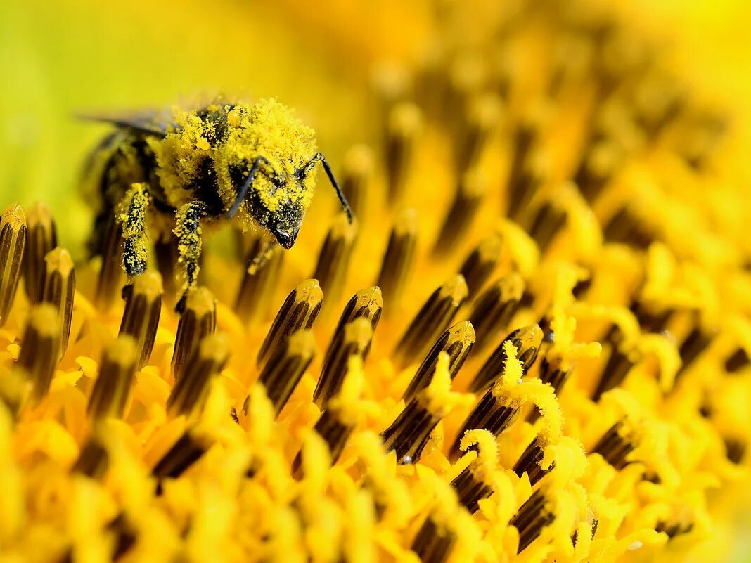 Пчелиная пыльца (Bee pollen). Пчела на подсолнухе. Пчела с пыльцой. Пчелы на подсолнечнике. Покажи пыльцу