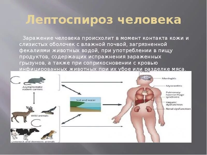 Лептоспироз инфекционный. Лептоспироз путь инфицирования. Лептоспироз переносчики инфекции. Безжелтушный лептоспироз. Лептоспироз пути заражения.