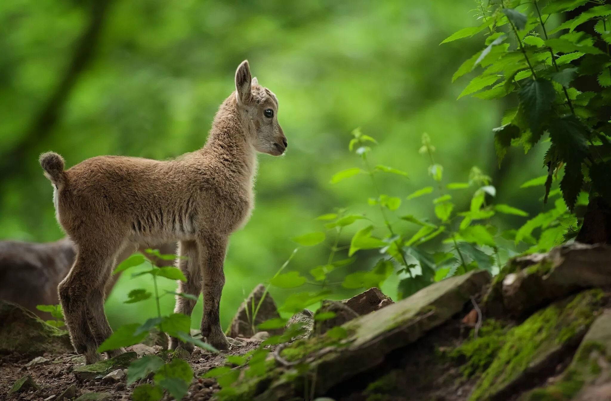 Животные леса. Лесные звери. Красивые Лесные животные. Лес природа животные. Grass animals