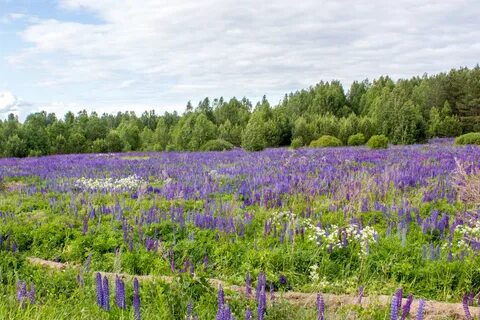 Ногинск поля