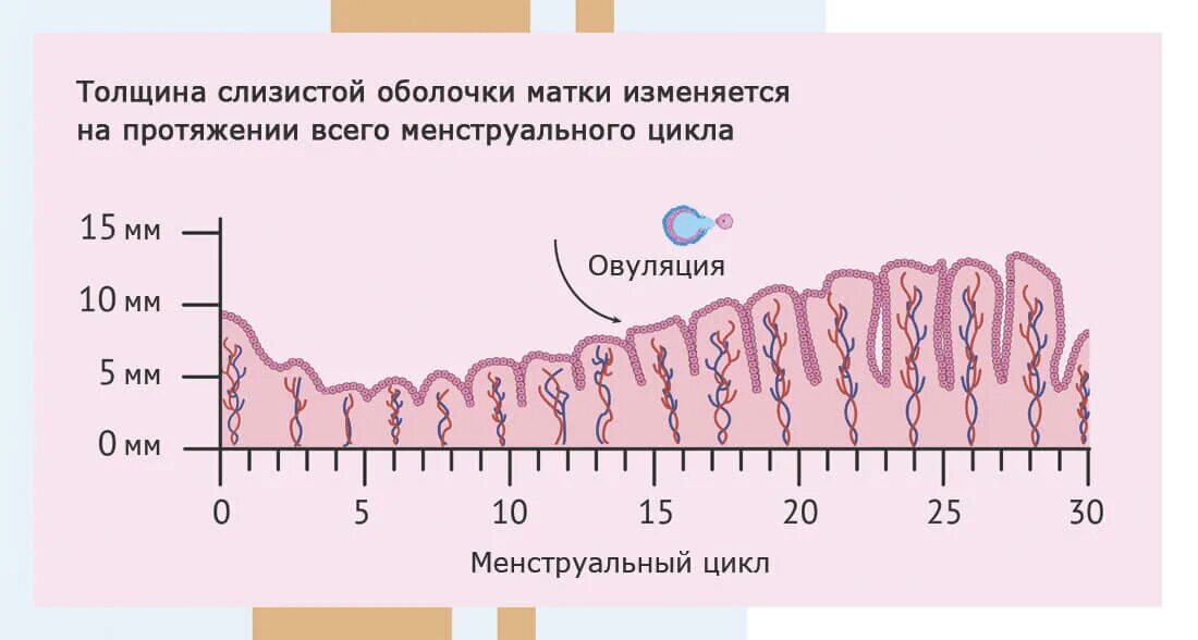 13 день цикла. Толщина эндометрия по фазам цикла норма. Норма толщины эндометрия матки по дням цикла. Какого размера должен быть эндометрий. Эндометрий норма толщины у женщин.